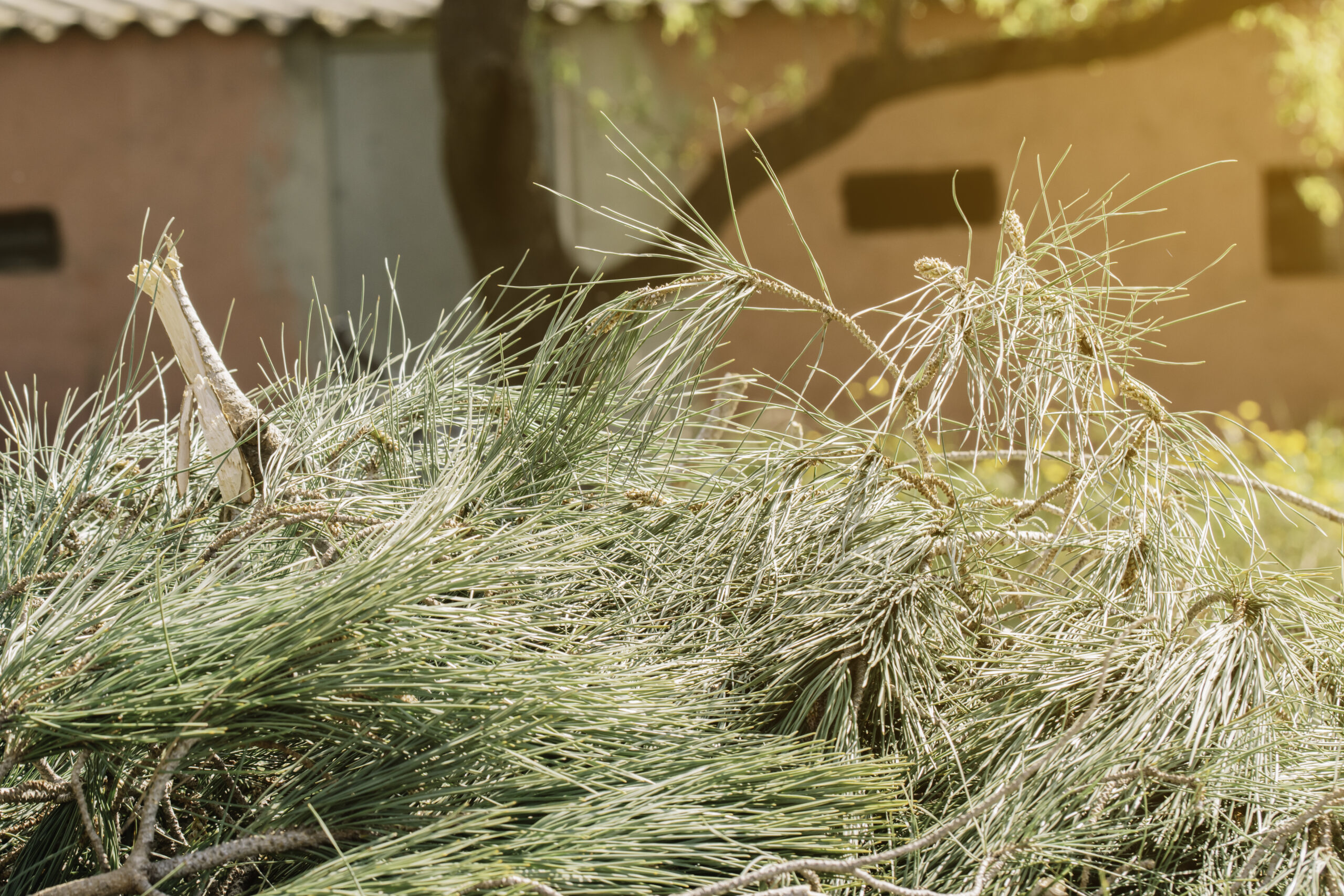 Learn exactly what junk removal services take grass clippings and tree limbs in Tampa. From city rules to eco-friendly reuse tips, here’s how to clear your yard waste the smart way.